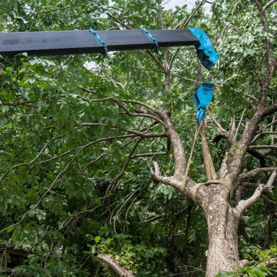 crane assisted tree removal Longtree services